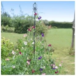 Klimsteun Sierlijke Piramide