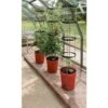 Tomatentoren Met Bewateringssysteem - 150 Cm -Tuinonderhoud Buiten Korting 1519073837 1 600
