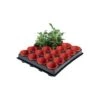 Tray Met 20 Kweekpotjes 6 Cm 2 Tray Met 20 Kweekpotjes 6 Cm -Tuinonderhoud Buiten Korting 1597239142 1 600