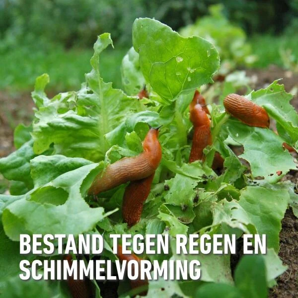 Compo Bio Anti-slakkenkorrels Voor 400 M² - 2 Kg 6 Compo Bio Anti-slakkenkorrels Voor 400 M² - 2 Kg - Afbeelding 4