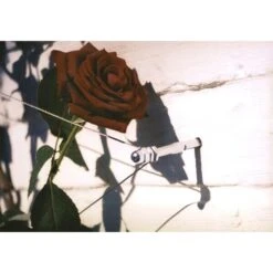 Geleidingssysteem Voor Klimplanten Palissa 7 Geleidingssysteem Voor Klimplanten Palissa -Tuinonderhoud Buiten Korting geleidingssysteem voor klimplanten 1601382137 3 600