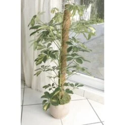 Kokos Kamerplantensteun - Plantstok Ø45 Mm × 1,2 M 9 Kokos Kamerplantensteun - Plantstok Ø45 Mm × 1,2 M -Tuinonderhoud Buiten Korting kokos plantstok 45 mm x 12 m 1622716785 4 600