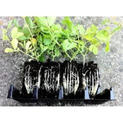 Kweektray Compact Rapid Root - 20 Cellen 8 Kweektray Compact Rapid Root - 20 Cellen -Tuinonderhoud Buiten Korting kweektray rapid root 20 cellen 1487670095 1 600