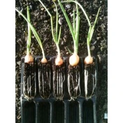 Kweektray Compact Rapid Root - 20 Cellen 9 Kweektray Compact Rapid Root - 20 Cellen -Tuinonderhoud Buiten Korting kweektray rapid root 20 cellen 1487680721 0 600