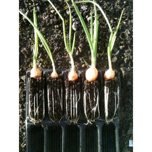 Kweektray Compact Rapid Root - 20 Cellen 5 Kweektray Compact Rapid Root - 20 Cellen - Afbeelding 3