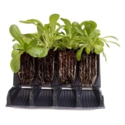 Kweektray Rapid Roots - 32 Cellen 9 Kweektray Rapid Roots - 32 Cellen -Tuinonderhoud Buiten Korting kweektray rapid roots 32 cellen 1521399839 1 600