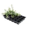 Kweektrays 24 Cellen - Professioneel - Set Van 5 Stuks -Tuinonderhoud Buiten Korting kweektrays 24 cellen 1497863523 1 600