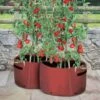 Kweekzak Tomaten 40 Liter - Set Van 2 Stuks 1 Kweekzak Tomaten 40 Liter - Set Van 2 Stuks -Tuinonderhoud Buiten Korting kweekzak voor tomaten 40 liter 1487756657 0 600
