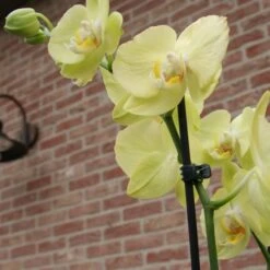 Orchideeënclips - Set Van 10 Stuks -Tuinonderhoud Buiten Korting orchideenclips 1487329046 0 600