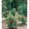 Plantensteun Voor Tomaten Met Waterreserve - 150 Cm