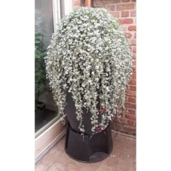 Regenton Antraciet - 360 Liter -Tuinonderhoud Buiten Korting regenton antraciet 360 liter 1566069314 1 600