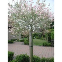 Tree-fix Boombinder 23 Cm - Set Van 20 Stuks 8 Tree-fix Boombinder 23 Cm - Set Van 20 Stuks -Tuinonderhoud Buiten Korting treefix boombinder 23 cm 1547127699 1 600