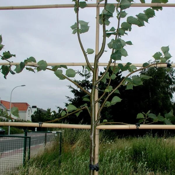 Tree-fix Boombinder 8 Cm - Set Van 50 Stuks 6 Tree-fix Boombinder 8 Cm - Set Van 50 Stuks - Afbeelding 4